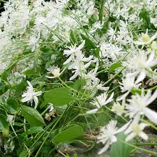 Check spelling or type a new query. Sweetly Scented Flowers Fragrant Summer Blooming Flowers