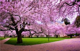 Beautiful cherry blossoms wallpaper download. Cherry Blossom Desktop Backgrounds Background Images Background Cherry Blossom 1520x970 Wallpaper Teahub Io