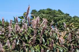 Image result for Dicoma galpinii