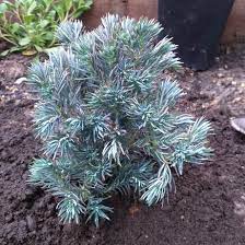 Learn more about monrovia plants and best practices for best possible plant performance. Chamaecyparis Pisifera True Blue Sawara Cypress True Blue In Gardentags Plant Encyclopedia