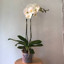 Oggi vedremo insieme come realizzare all'uncinetto un fiore simile all'orchidea il prezzo si riferisce alla questa foto è una foto di fiori, giallo, orchidea. Pianta Di Orchidea Phalaenopsis Super