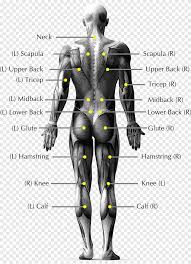 This part, called the shaft and crura (roots and legs), is. Pain In Spine Low Back Pain Human Body Human Back Anatomy Body Joints Angle Human Png Pngegg