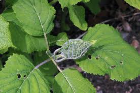 Publication focuses on common foliar diseases of hydrangea and their. Hydrangea Leaf Curl Likely The Leaftier Caterpillar Prevention And Control