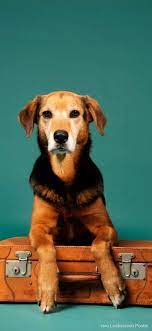 Pin By Gudjungman On Dog Dog Wallpaper Animals Amazing Dog Lovers