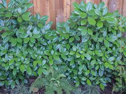 Image result for Aucuba