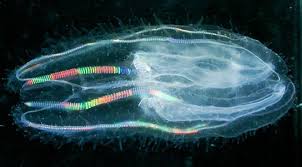 Sequencing Of Comb Jellies Dna Reveals That They Preceded Sponges Bioluminescent Jellyfish Jellyfish Jellyfish Pictures