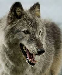 wolves おしゃれまとめの人気アイデア pinterest animal lover 犬 オオカミ アニマル