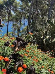 Les Cactus Au Jardin Botanique Du Cap Roig Jardin Botanique Jardins Botanique