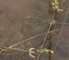 Image result for Utricularia stellaris