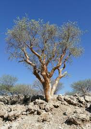 Image result for Commiphora pteleifolia