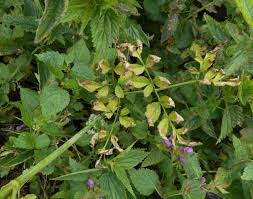 Image result for Physotrichia atropurpurea