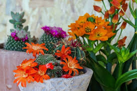 Need a dose of spring during the winter months? Choosing The Best Flowers To Grow Indoors Garden Sonata