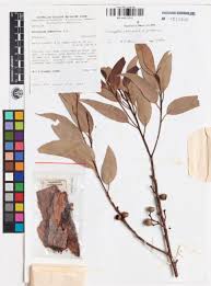 Image result for Eucalyptus cloeziana