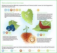 Insecticides are substances used to kill insects. Tiny Worms Slay Slugs And Snails