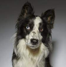 9 Dogs With Blue Eyes That Ll Have You Mesmerized Rottweiler Breed Border Collie Dogs With Blue Eyes