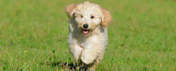 This post may contain affiliate links. Your Guide To Hypoallergenic Puppies