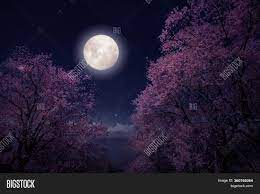 Moon pictures pretty pictures moon pics beautiful moon beautiful world good night beautiful moon pictures pretty pictures all nature amazing nature beautiful world beautiful places here's some of breathtaking pictures of moon that will surely make you think twice if it's real or photoshopped. Romantic Night Scene Image Photo Free Trial Bigstock