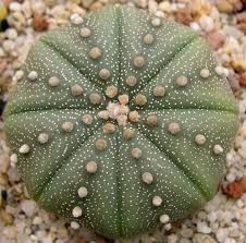 It is commonly known as cardón, a name derived from the spanish word cardo, meaning thistle. 10 Rarest Succulents In The World Rarest Org