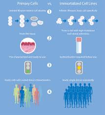 Our recent study demonstrated that the rafttm 3d cell culture system could be used to successfully establish 3d. Advancing 3d Cell Culture For Biomedical Research Using Primary Cells