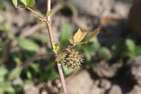 Image result for Medicago laciniata