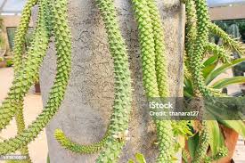Image result for Monadenium lugardiae