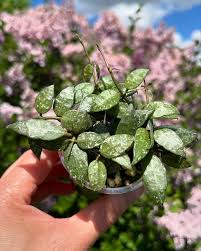 Image result for Begonia lacunosa