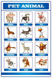 Pet Animal Chart Stock Photo Visible3dscience 102408086