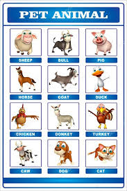 pet animal chart stock photo visible3dscience 102408086