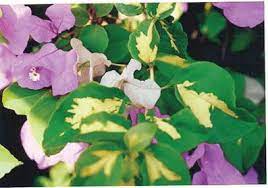 Bougainvillea Thimma Bougainvillea Purple And White Flowers Propagating Plants