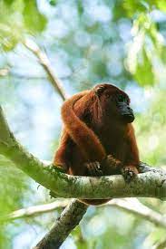 30 Amazing Amazon Rainforest Animals Amazon Rainforest Photography Rainforest Animals Amazon Rainforest Animals Rainforest Photography