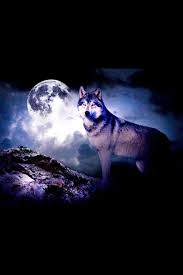 The Spirit Wolf Yunus Resim