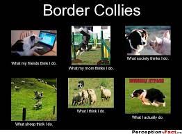 Border Collies Border Collie Humor Border Collie Collie