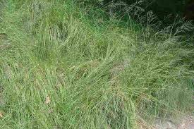 Image result for Eragrostis curvula