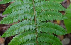 Image result for Polystichum