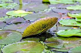 Resultado de imagen de Dinero, agua, hoja verde