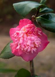 Camellia Dewatairin Japonica A Higo Hybrid A Superb Variety Although The Flower Pictured Here Has Unusual Beautiful Pink Flowers Flowers Flower Pictures