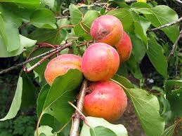 Epingle Sur Jardin