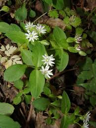 Image result for Stellaria sennii