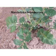 Image result for mospilan prodej