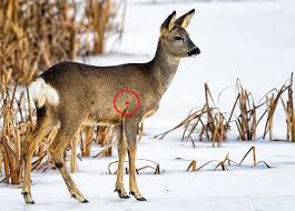 Deer Kill Shot Chart Www Bedowntowndaytona Com
