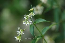 Image result for Vincetoxicum cernuum