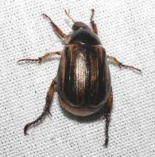Scarab Beetle Anomala Nimbosa Beetle Scarab Beetle Scarab
