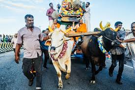 First time trying roti canai exploring batu caves. Shocking Asia Thaipusam Festival At Batu Caves Malaysia Yomadic