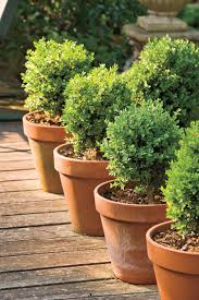 It has a deep green color that will complement a variety of other hedges and plants. Boxwoods Perfect For Pots Southern Living