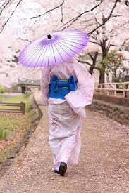 cherry blossom sakura japan wagasa japanese umbrella cherry blossom japan japan