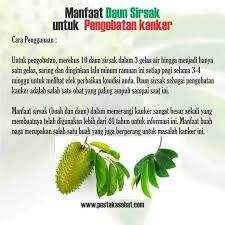 Manfaat Daun Sirsak Tanaman Obat Obat Alami Minuman Sehat