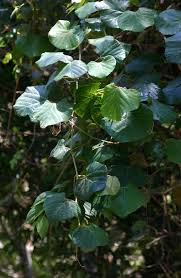 Image result for Rhoicissus tomentosa