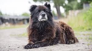 Russian Bear Dog A Complete Guide To The Caucasian Shepherd
