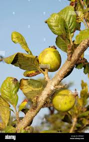 Image result for Catunaregam