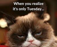 Funny Tuesday Quotes Pictures Photos Images And Pics For Facebook Tumblr Pinterest And Twitter Among the ways that guarantees you to a start on the right foot, funny good morning quotes are pretty much paramount for a happy set up of the day. funny tuesday quotes pictures photos